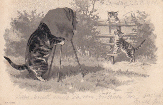 Katzen beim Fotografieren