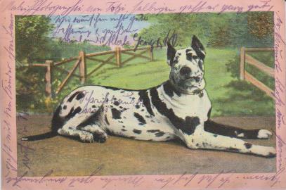 Hund ach bin ich nicht schön
