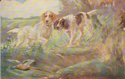 Zwei Hunde suchen etwas
