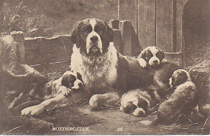 Hunde, Gruppenbild, Bernhadiener, Niederlande,  Moedergeluk