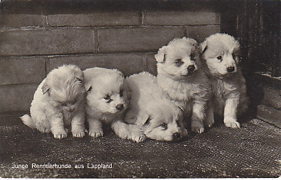 Hunde, Gruppenbild, "Junge Rentierhunde aus Lappland"