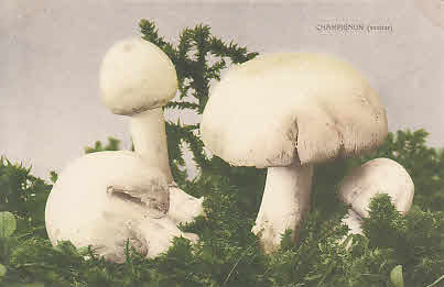 Champignon