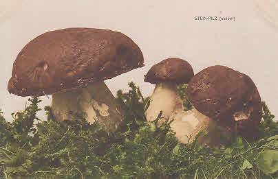 Steinpilz