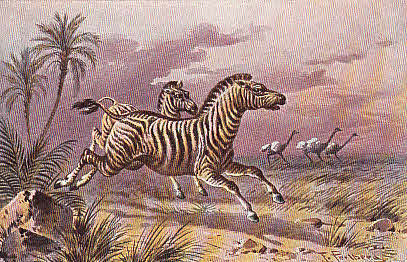 Zebras Künstler Ak