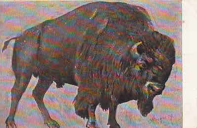 Bison Künstler Karte