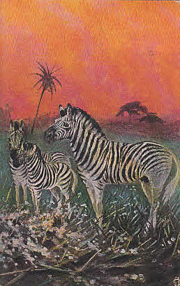 Zebras Künstler Ak