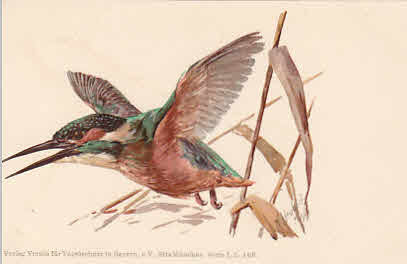 Eisvogel Künstler Ak Heubach
