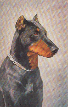 Hund sehr schön