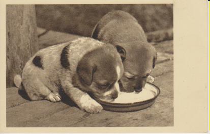 Zwei Hunde trinken