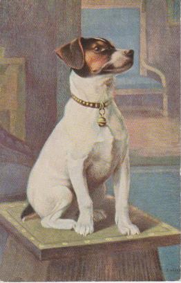 Hund schaut in die Ferne