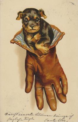 Hund schaut aus einem Handschuh raus