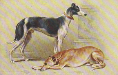 Hunde