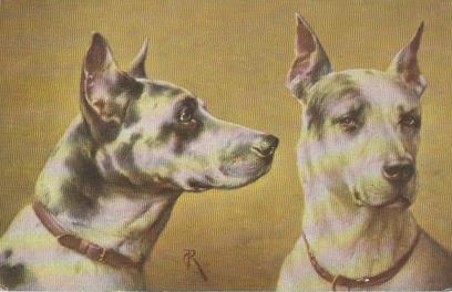 Zwei Hunde ach sind wir nicht schön