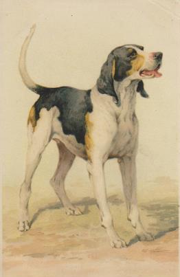 Hund schaut in die Ferne