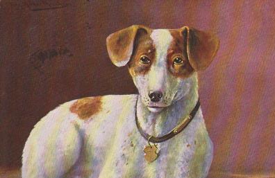 Hund schaut in die Ferne