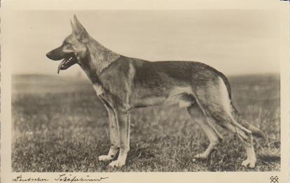 Hund schaut in die Ferne